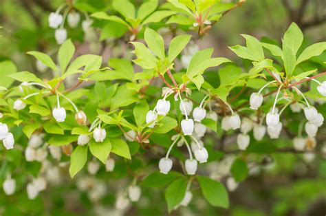 銅樹開花|ドウダンツツジの特徴・育て方・剪定時期・病気・害虫